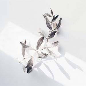 Plant branch in a light